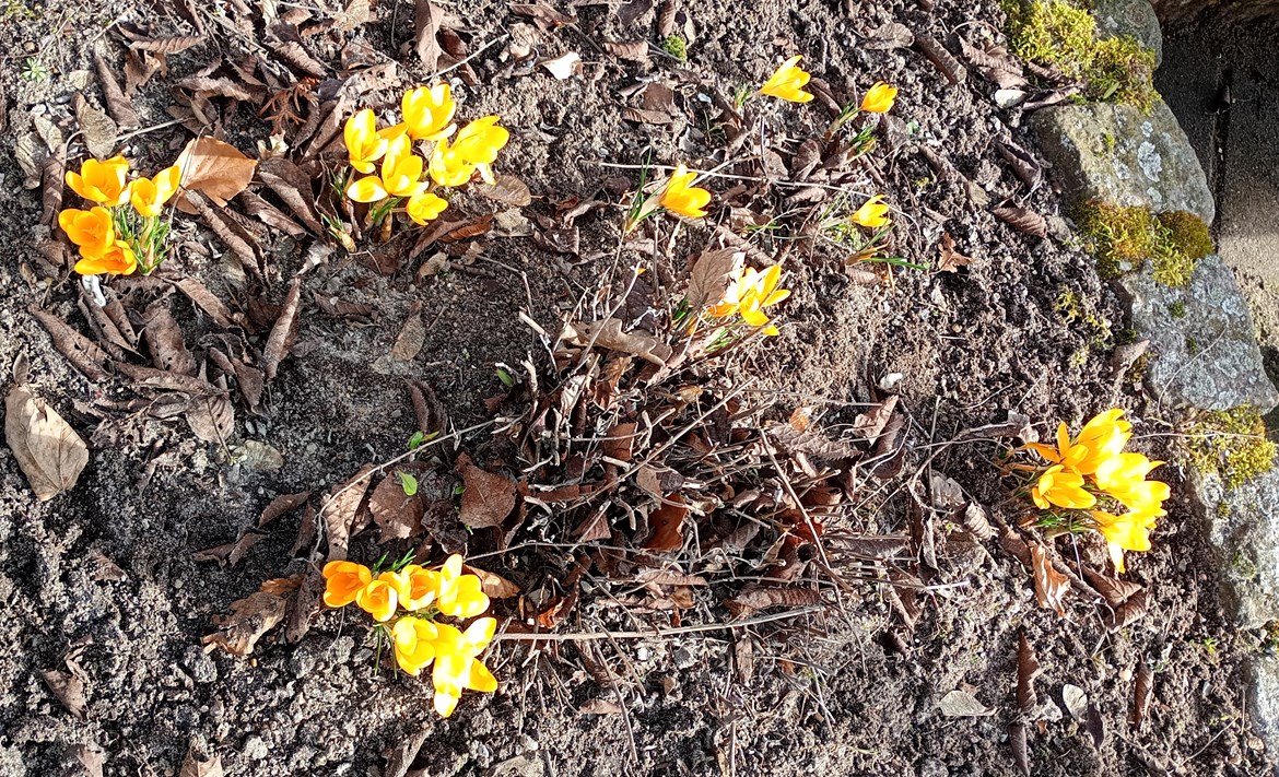 At muldjord bli'r til krokus. Det er det rene hokus-pokus!     Her foran Det Gamle Bageri.
